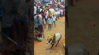 கண்டுப்பட்டி மஞ்சுவிரட்டு 2025! 🤩💥...#melavalavu #madurai #kandupatti #manjuvirattu #jallikattu