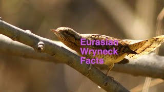 Eurasian Wryneck Facts