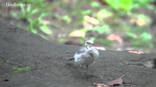 野鳥撮影・ ホオジロハクセキレイ　White Wagtail 2/2