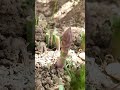 asparagus Спаржа Ծնեբեկ ❤👇 asparagus asparagusfern спаржа farming garden martoyangardens