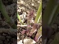 asparagus Спаржа Ծնեբեկ ❤👇 asparagus asparagusfern спаржа farming garden martoyangardens