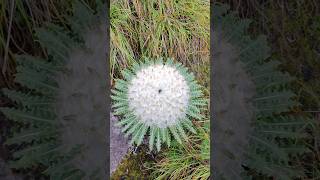 青藏高原稀有植物棉头雪兔子Rare Plant Cotton Head Snow Rabbit on the Qinghai Tibet Plateau