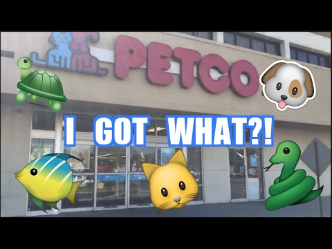 Getting My First Pet Vlog Youtube