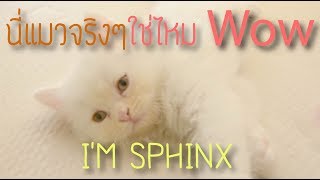 นี่แมวจริงๆใช่ไหม sphinx ep.1