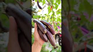 #8 Harvesting Eggplant 🍆