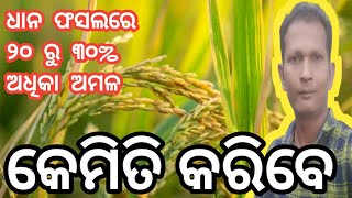 ଧାନ ଫସଲରେ ୨୦ ରୁ ୩୦%ଅଧିକ ଅମଳ//dhana phasalare 20 /30% adhika amal.