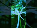 flower youtubeshort nature relaxing capcut cinematic