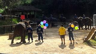 Amazing Elephant vs human with playing Dartสุดยอด ช้าง แข่งปาลูกดอก กับ คน