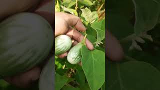 ମୋତେ  ପ୍ରକୃତିର  ବରଦାନ  ମିଳିଲା ##mo kitchen  garden 🦚🦚🦚🌍🌍🌍🌍🤌🤌