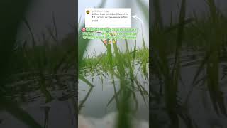 टारगेट 1/6/2025 तक 100k सब्सक्राइब कंम्पीलीट करावो किसान भाई 🎯🎯#farming #viralvideo