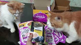 Cat favorite gravy Sheba VS Whiskas #catfood