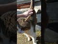 猫のおしりをたたいてみた