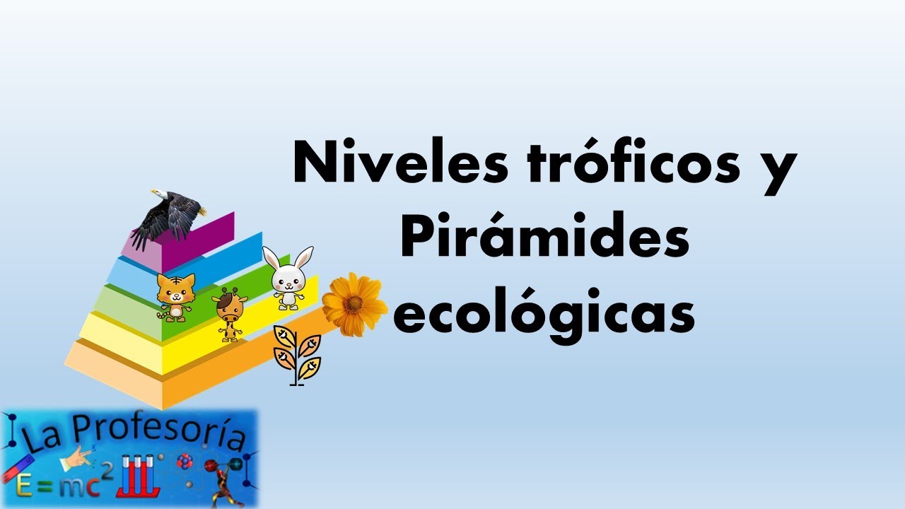 Niveles Tróficos Y Pirámides Ecológicas - YouTube