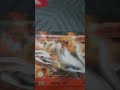 reshiram Pokemon card