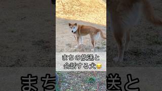 柴犬コロ まちの放送と会話する犬😂 #柴犬コロ #歌う犬 #おもしろ #かわいい #しゃべる犬 #funny #dog #shibainu