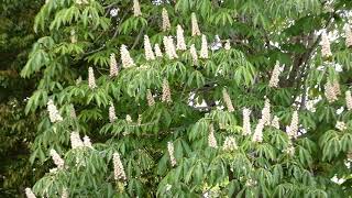 【一分動画】　🌳花シリーズ　トチノキ　栃の木 Horse chestnut　（ムクロジ科）🌷