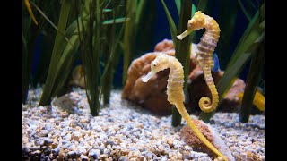 #SeaHorse  - How a seahorse breeds  | මුහුදු අශ්වයෙකු පැටවුන් දමනා ආකාරය