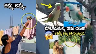 మాటలు నేర్చిన రామ చిలుక😱| Talking Parrot in Siddipet | Telangana viral News |