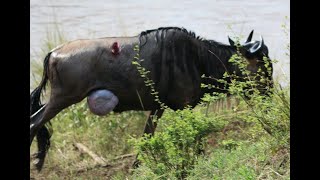 Mara River Crossing Sept 2019 R2 HD 1080P
