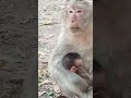 vid20250124161641 monkey play 8