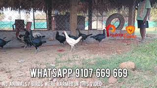 Eggs and One Day Booking || Whatsapp 9107 669 669 || Pradeep Farms || Vijayawada ||