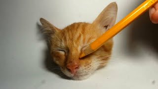 How to Draw Realistic Cat with Faber-Castell Classic Colour Pencils 😁😂