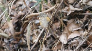 自然環境保全センター 自然観察園のルリビタキ（雌）その１５（4K60P動画）