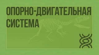 Опорно-двигательная система. Видеоурок по биологии 7 класс