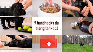 Dessa 9 hacks måste du som hundägare känna till