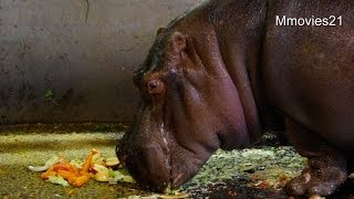 どうぶつ敬老の日　カバのザンにスイカのプレゼント~Hippopotamus