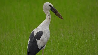 นกปากห่าง ดูนก ดูนกปากห่าง Bird Watching ดูนกทุ่งนาลาดกระบัง