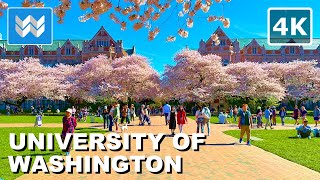 [4K] UW Cherry Blossom 🌸 The Quad - University of Washington Seattle Spring 2024 Campus Walking Tour