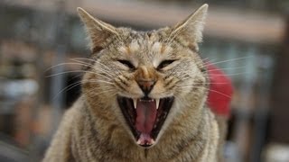 【閲覧注意】Cat eating rat！ネズミを食べる猫１