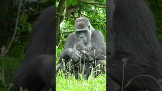 Gorilla mom kisses her baby son #gorilla #tamidol #makongo