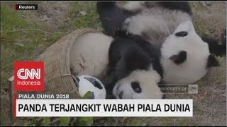 Menggemaskan! Panda Terjangkit Wabah Piala Dunia?