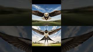 Bald Eagle vs Golden Eagle, Owl, Vulture.