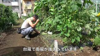 ファミリー農園190727ネギ穴あけ落とし植え・収穫