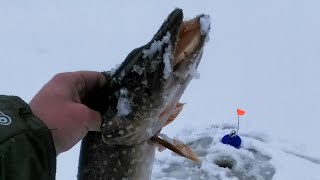 РЫБАЛКА в праздники принесла УСПЕХ! ЩУКА, ПЛОТВА - рыбалка со льда радует!!!