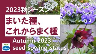 種まき｜秋にまいた種、これからまく種｜Seed sowing autumn 2023