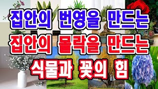 누구도 모르는 집안에 두면 번영을 만드는 양기식물, 집안에 두면 우환과 몰락을 만드는 음기식물,