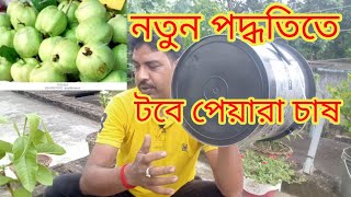 টবে পেয়ারা চাষ, নতুন পদ্ধতিতে।