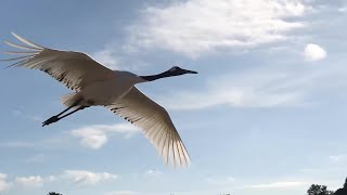 ＃14　タンチョウの園内散策　in 岡山　後楽園　japanese crane