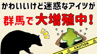 【深刻な問題です！】群馬で大増殖している動物とは？【群馬と栃木の「おとなり劇場」】