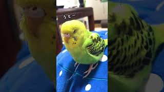 とにかく眠いセキセイインコのぴっぴ #shorts