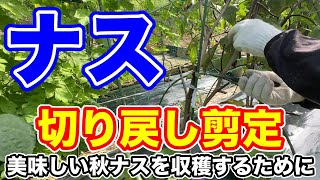 ナスを生まれ変わらせる為の大切は剪定作業です。〜サラリーマンでも出来る家庭菜園シリーズ〜