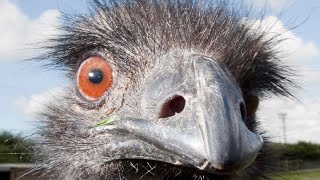 The Emu Australia's Majestic Flightless Giant