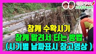 참깨농사 참깨 수확시기와 참깨 말리는방법 & 참깨 깨끗하게 골라내는 방법까지 몰아보기!! (강원도 영월이래요)