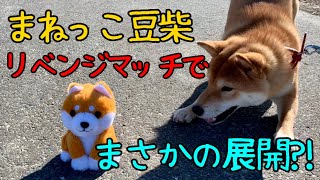 お散歩コースでまねっこ豆シバに遭遇した柴犬【柴犬ふぅ】She met a robot dog on a walking course.