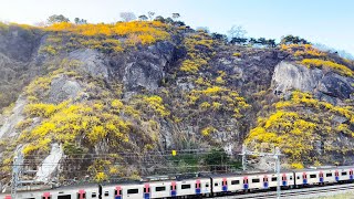 【4K KOREA】 Seoul Walking | Forsythia Mountain (Mar.2022)