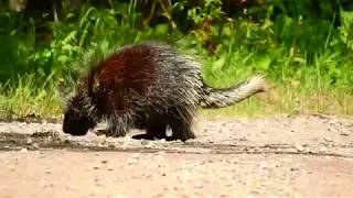 Ontario Wildlife: Porcupine On a Gravel Road